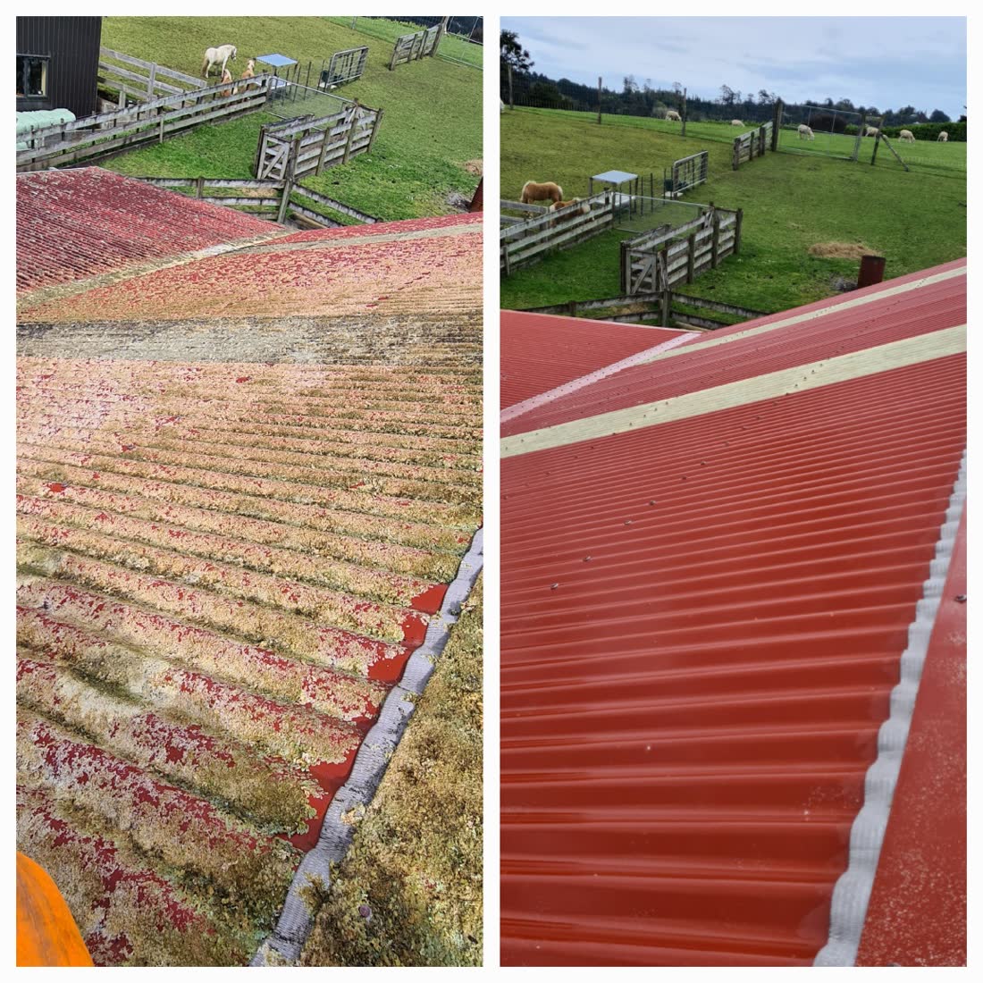 A moss-covered Waitakere roof after being soft washed clean